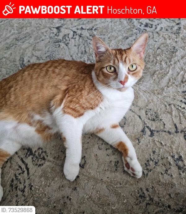 Lost Male Cat last seen Sauterne Drive and Freeman Johnson Drive (near Mulberry Sports Complex), Hoschton, GA 30548