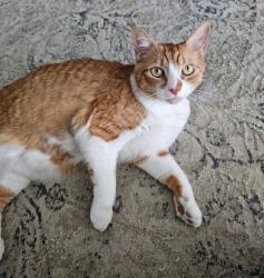 Lost Male Cat last seen Sauterne Drive and Freeman Johnson Drive (near Mulberry Sports Complex), Hoschton, GA 30548