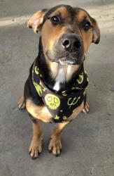 Shelter Stray Male Dog last seen Near BLOCK WILSON AVE, BAKERSFIELD CA 93308, 3951 Fruitvale Ave, Bakersfield, CA 93308, USA