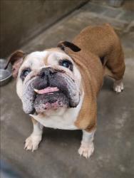 Shelter Stray Female Dog last seen , 14409 Vanowen St, Van Nuys, CA 91405, USA