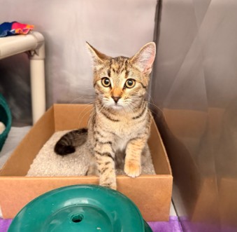Shelter Stray Female Cat last seen DEVONSHIRE/JEFFREY OPEN SPACE TRAIL, 92620, 6443 Oak Canyon, Irvine, CA 92618, USA