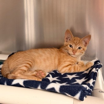 Shelter Stray Male Cat last seen DEVONSHIRE/JEFFREY OPEN SPACE TRAIL, 92620, 6443 Oak Canyon, Irvine, CA 92618, USA