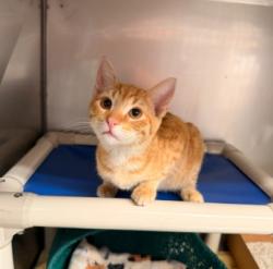 Shelter Stray Male Cat last seen DEVONSHIRE/JEFFREY OPEN SPACE TRAIL, 92620, 6443 Oak Canyon, Irvine, CA 92618, USA