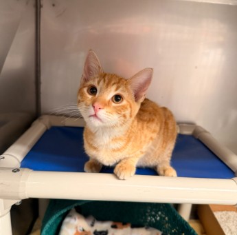 Shelter Stray Male Cat last seen DEVONSHIRE/JEFFREY OPEN SPACE TRAIL, 92620, 6443 Oak Canyon, Irvine, CA 92618, USA