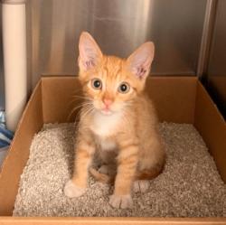 Shelter Stray Male Cat last seen DEVONSHIRE/JEFFREY OPEN SPACE TRAIL, 92620, 6443 Oak Canyon, Irvine, CA 92618, USA