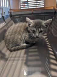 Shelter Stray Unknown Cat last seen Near BLOCK JEFFREY/UNIVERSITY EXIT, 6443 Oak Canyon, Irvine, CA 92618, USA