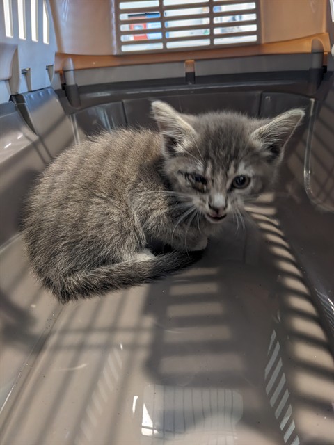 Shelter Stray Unknown Cat last seen Near BLOCK JEFFREY/UNIVERSITY EXIT, 6443 Oak Canyon, Irvine, CA 92618, USA