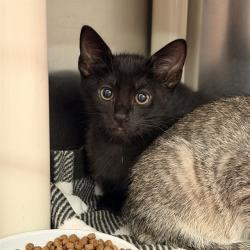 Shelter Stray Unknown Cat last seen BEAR PAW/IRVINE CENTER DR, 92604, 6443 Oak Canyon, Irvine, CA 92618, USA