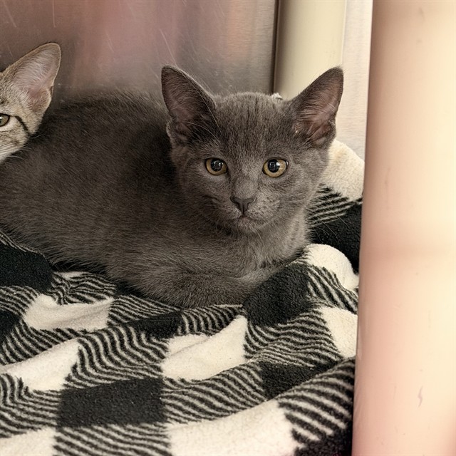 Shelter Stray Unknown Cat last seen BEAR PAW/IRVINE CENTER DR, 92604, 6443 Oak Canyon, Irvine, CA 92618, USA