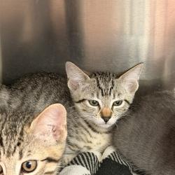 Shelter Stray Unknown Cat last seen BEAR PAW/IRVINE CENTER DR, 92604, 6443 Oak Canyon, Irvine, CA 92618, USA