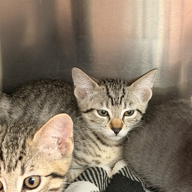 Shelter Stray Unknown Cat last seen BEAR PAW/IRVINE CENTER DR, 92604, 6443 Oak Canyon, Irvine, CA 92618, USA