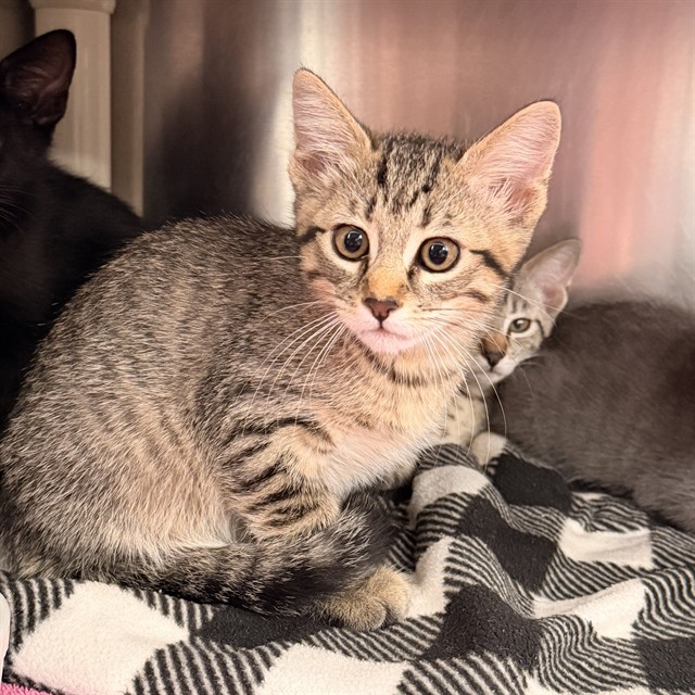 Shelter Stray Unknown Cat last seen BEAR PAW/IRVINE CENTER DR, 92604, 6443 Oak Canyon, Irvine, CA 92618, USA