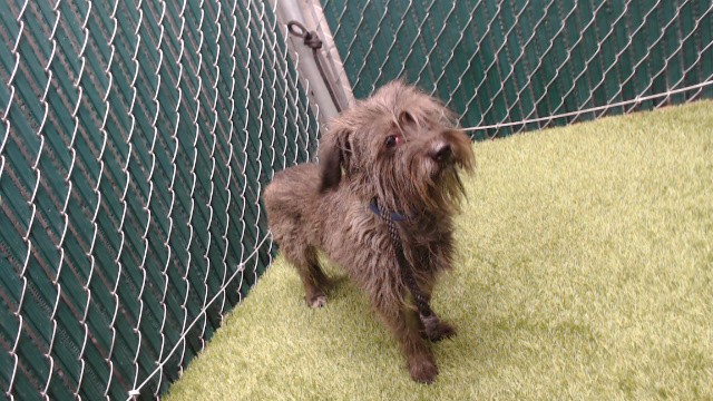 Shelter Stray Female Dog last seen , 11258 Garfield Ave, Downey, CA 90242, USA