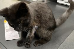 Found/Stray Male Cat last seen Murphy Elementary, Greensboro, NC 27403