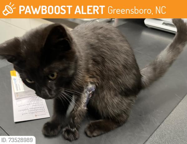 Found/Stray Male Cat last seen Murphy Elementary, Greensboro, NC 27403