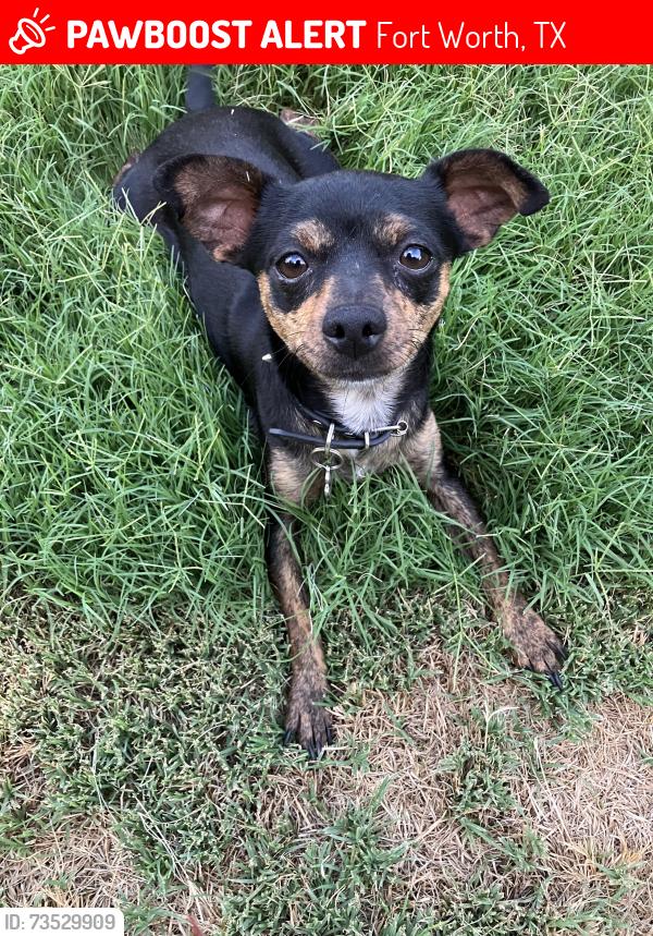 Lost Male Dog last seen Near n. Chandler, fort worth tx, Fort Worth, TX 76103