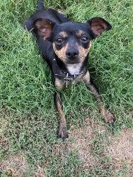 Lost Male Dog last seen Near n. Chandler, fort worth tx, Fort Worth, TX 76103
