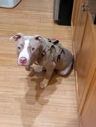 Reunited Male Dog last seen 88th and Huron, Thornton, CO 80260