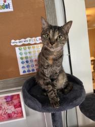 Reunited Female Cat last seen Near Phillips Ave, Pittsburgh, PA 15225, USA, Pittsburgh, PA 15225