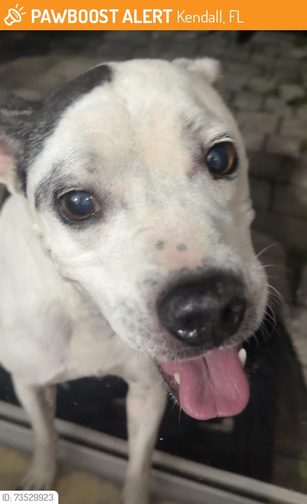 Found/Stray Female Dog last seen Golf Course miller kendall, Kendall, FL 33183