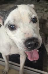 Found/Stray Female Dog last seen Golf Course miller kendall, Kendall, FL 33183