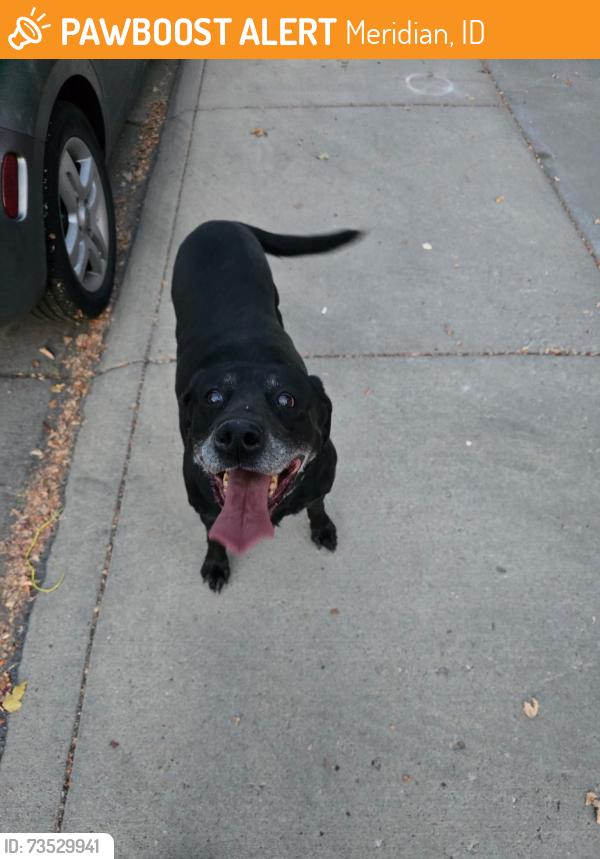 Found/Stray Male Dog last seen Ustick and Linder, Meridian, ID 83646