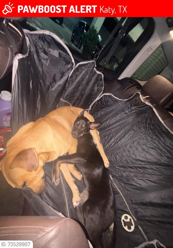 Lost Male Dog last seen Sunterra Neighborhood, Katy, TX 77493