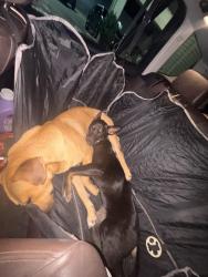 Lost Male Dog last seen Sunterra Neighborhood, Katy, TX 77493