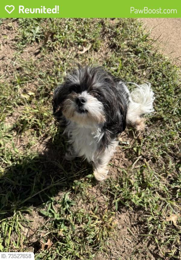 Reunited Female Dog last seen Hutchins and whitten st, Greenville, SC 29605