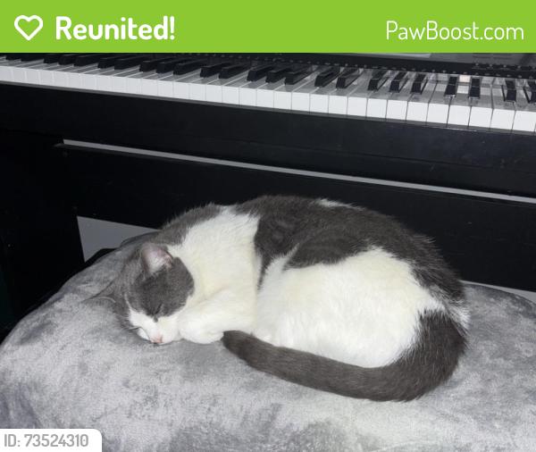 Reunited Female Cat last seen Castlemilk fire station, Glasgow City, Scotland 