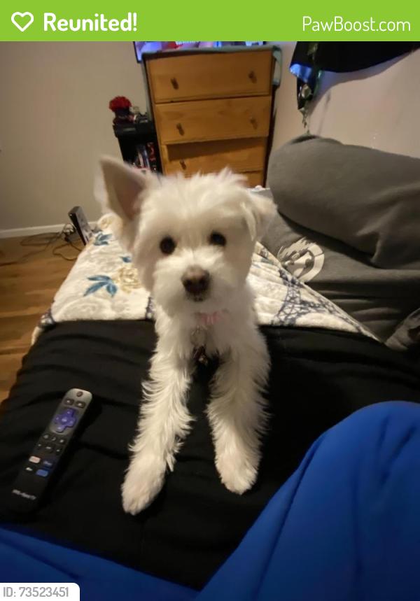 Reunited Female Dog last seen Near N 31st, Colorado Springs, CO 80904