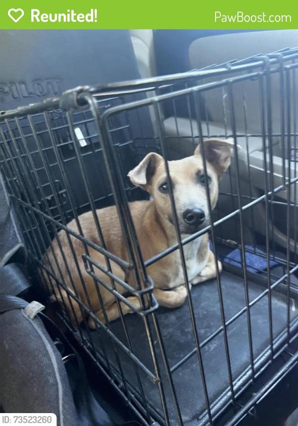 Reunited Male Dog last seen Florin rd sacramento California, Sacramento, CA 95822