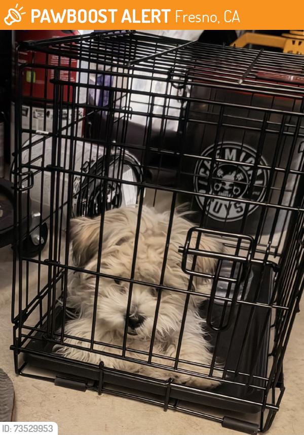 Found/Stray Unknown Dog last seen Armstrong and McKinley, Fresno, CA 93727