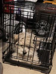 Found/Stray Unknown Dog last seen Armstrong and McKinley, Fresno, CA 93727