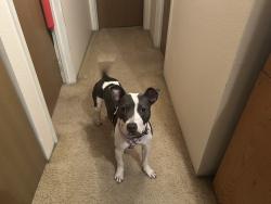 Found/Stray Female Dog last seen 107th Ave , 104th Ave, Near Sizzlers, Northglenn, CO 80233