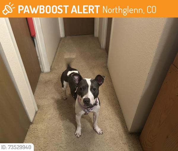 Found/Stray Female Dog last seen 107th Ave , 104th Ave, Near Sizzlers, Northglenn, CO 80233