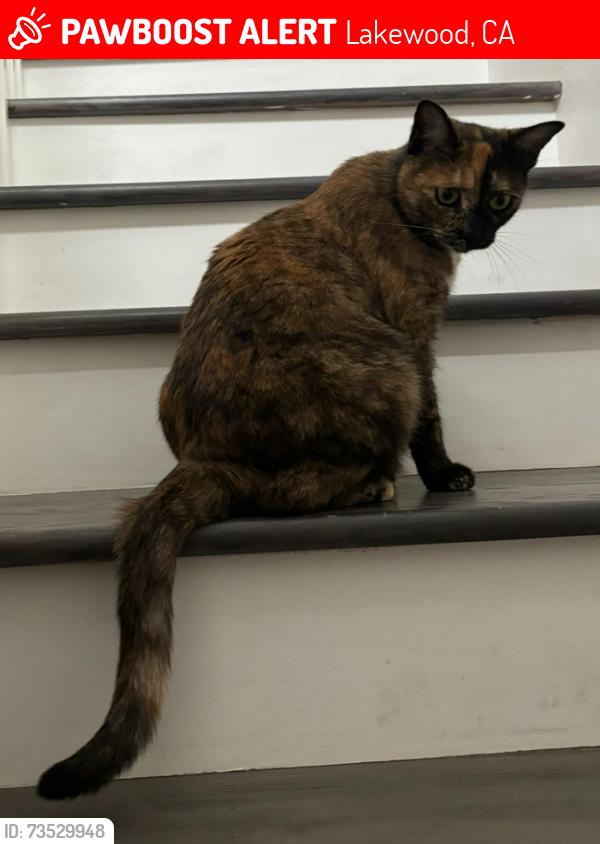 Lost Female Cat last seen gradwell & bloomfield st, Lakewood, CA 90715