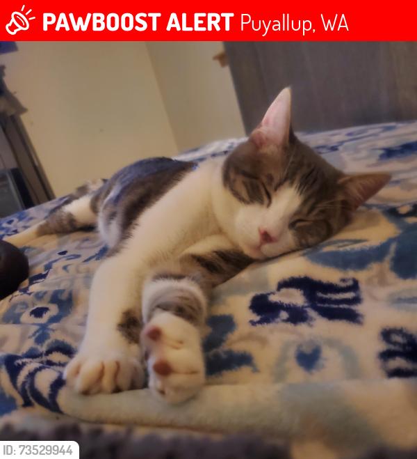 Lost Male Cat last seen 122nd and e, Puyallup, WA 98374