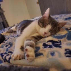 Lost Male Cat last seen 122nd and e, Puyallup, WA 98374