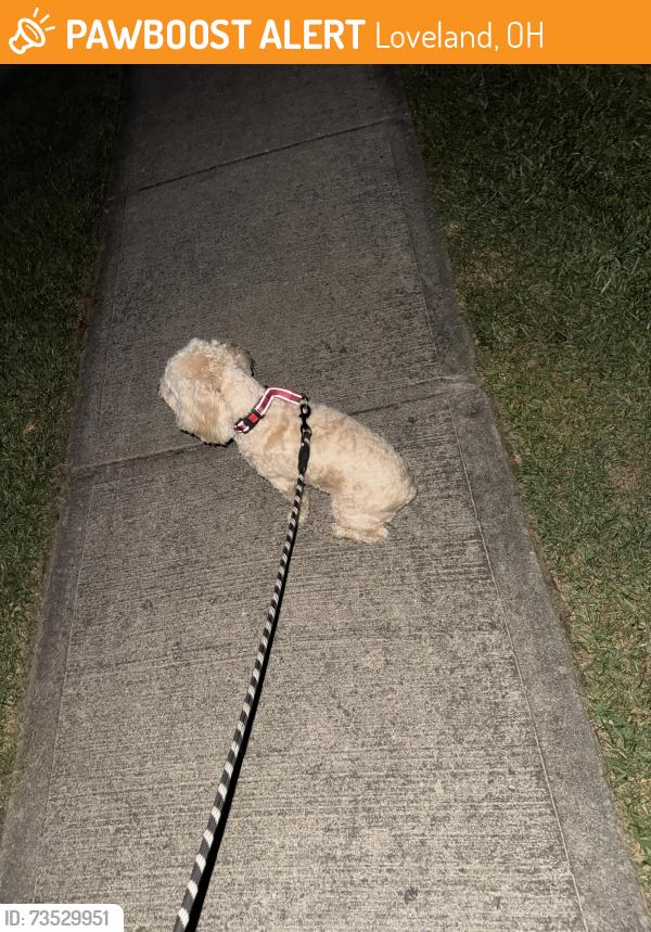 Found/Stray Male Dog last seen Claiborne, Loveland, OH 45140