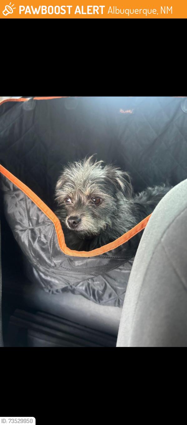 Found/Stray Female Dog last seen Found at 4H park, Albuquerque, NM 87107