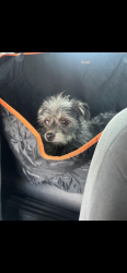 Found/Stray Female Dog last seen Found at 4H park, Albuquerque, NM 87107