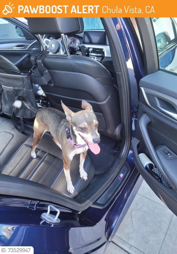 Found/Stray Unknown Dog last seen Rienstra St., Chula Vista, CA 91911