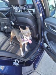 Found/Stray Unknown Dog last seen Rienstra St., Chula Vista, CA 91911
