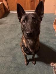 Found/Stray Female Dog last seen In the street, Wilseyville, CA 95257