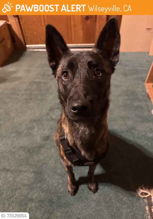 Found/Stray Female Dog last seen In the street, Wilseyville, CA 95257
