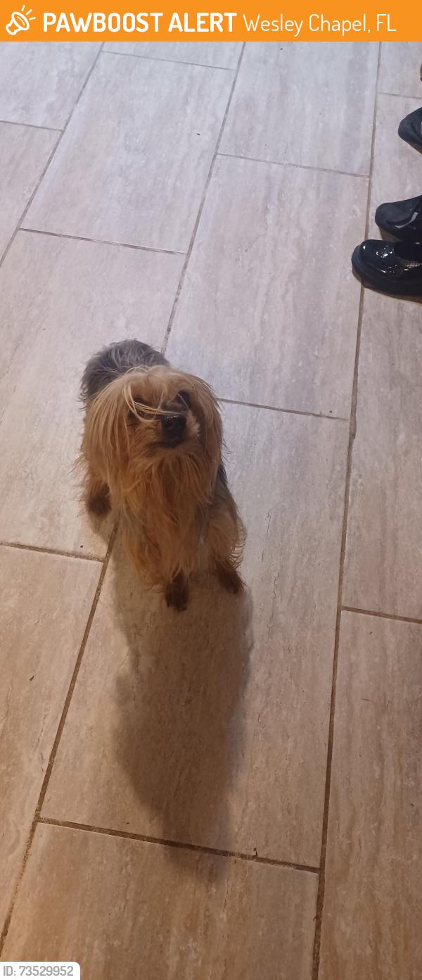 Found/Stray Unknown Dog last seen Vandine rd by district park, Wesley Chapel, FL 33543