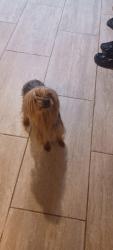 Found/Stray Unknown Dog last seen Vandine rd by district park, Wesley Chapel, FL 33543