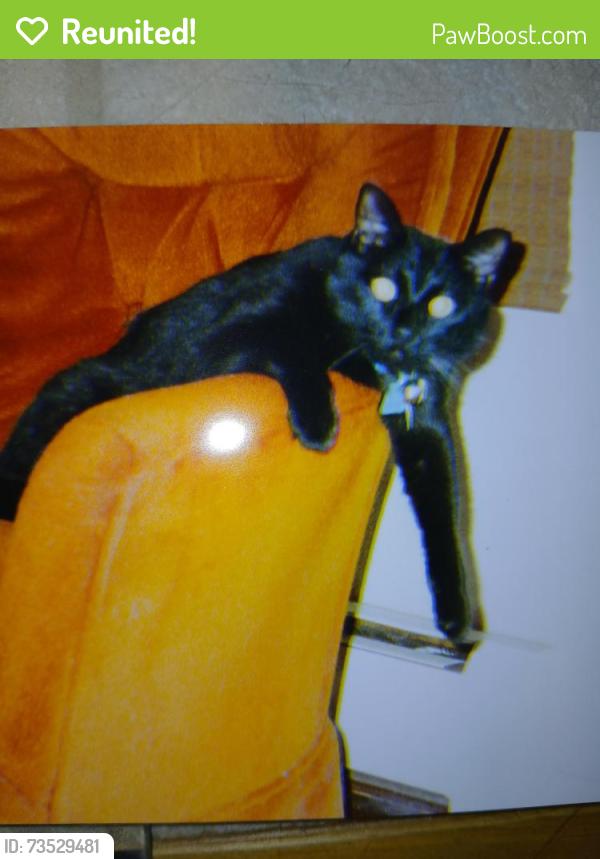 Reunited Male Cat last seen 2nd ave and Hoyt, Lakewood, CO 80226