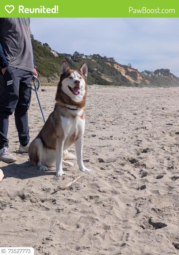 Reunited Male Dog last seen Kubota ln, Pasco, WA 99301